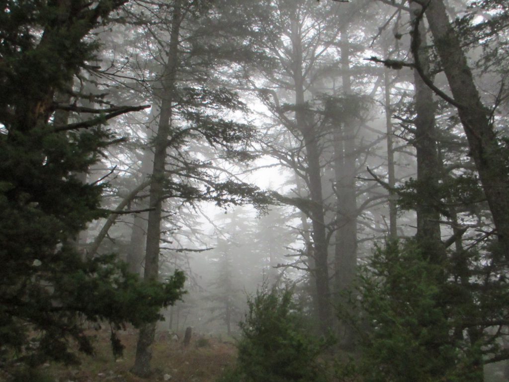Сказочный лес